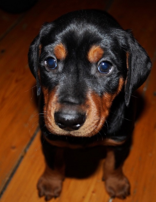 Pinscher * Xélanc Beauty Bentz 6 veckor